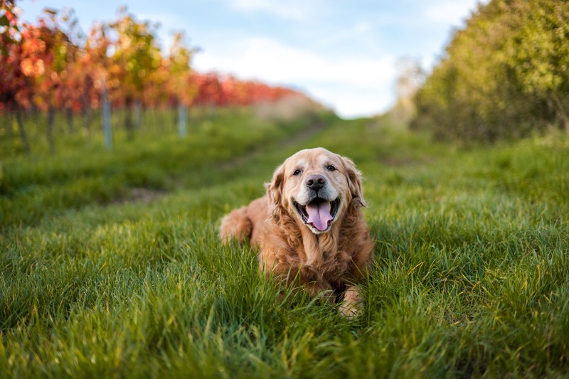 labrador retriever, dog, animals, labrador, hd, 4k, 5k