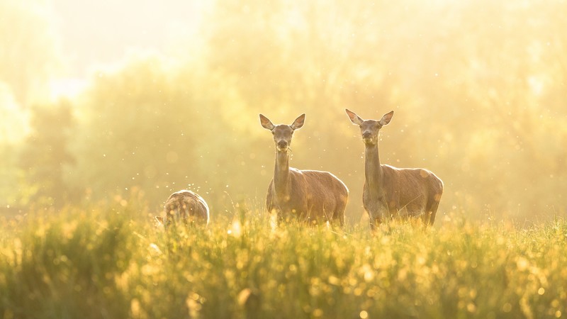 deer, animals, hd, 4k
