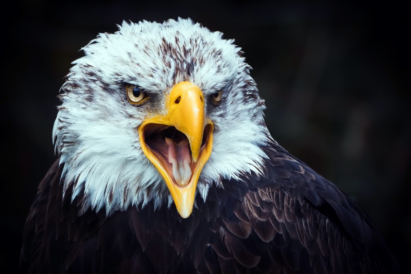 eagle, birds, hd, 4k