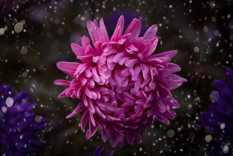 flowers, hd, pink