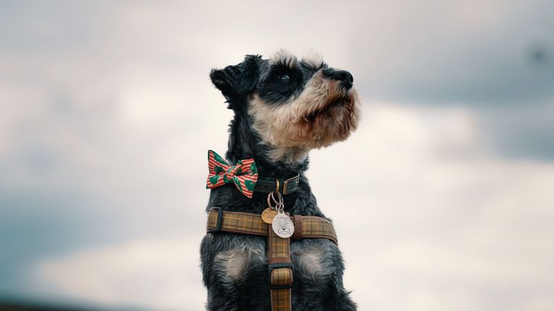 schnauzer, dog, face, focus, 4k