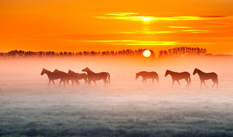 horses, horse, animals, hd, 4k
