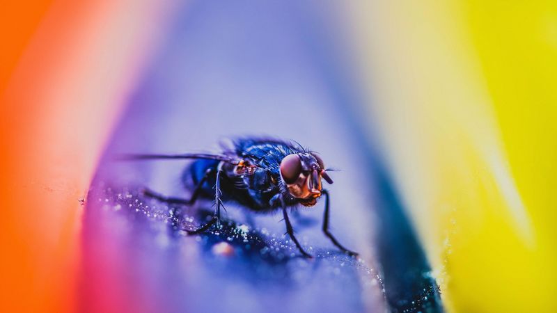 fly, insect, macro, close up, 4k