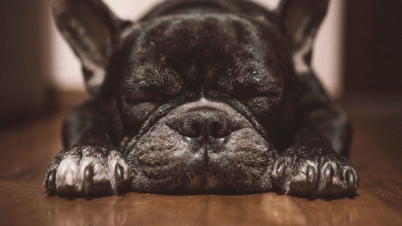 french bulldog, dog, black, sleep, cute, 4k