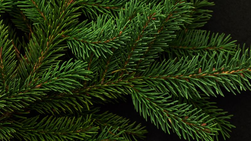 spruce, branch, green, needles, 4k