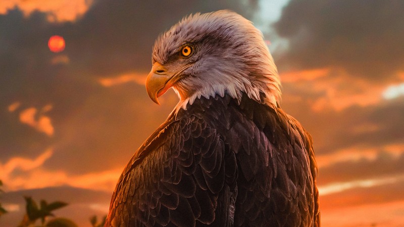 eagle, birds, hd, 4k