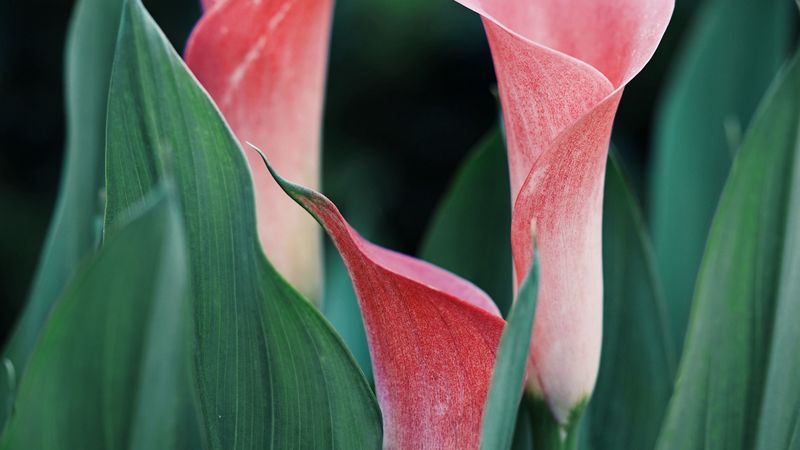 calla lilies, flowers, pink, close up, plant, 4k