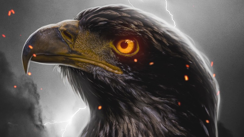 eagle, birds, hd, 4k