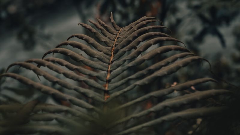 fern, leaves, macro, plant, 4k