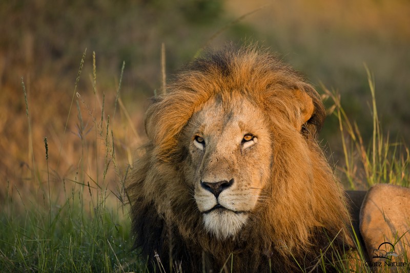 lion, animals, hd, 4k, 5k