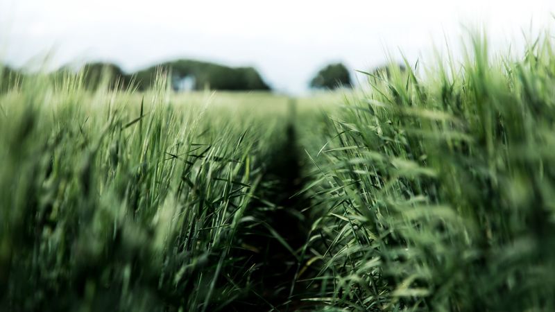 field, rye, green, nature, agriculture, 4k