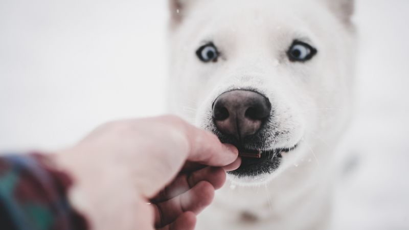 husky, dog, funny, hand, 4k