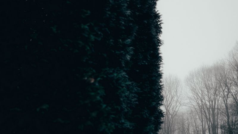trees, arborvitae, fog, autumn, 4k