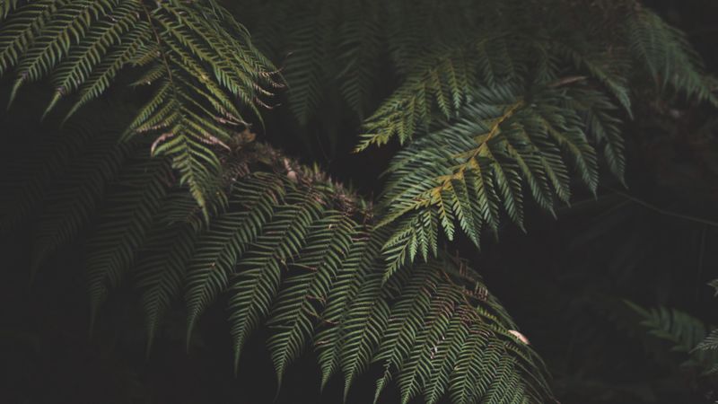 fern, leaves, plant, green, nature, 4k