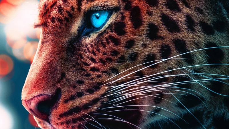 cheetah, animals, hd, 4k