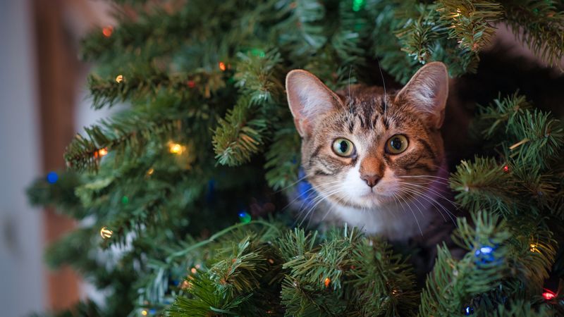 cat, glance, tree, pet, new year, 4k
