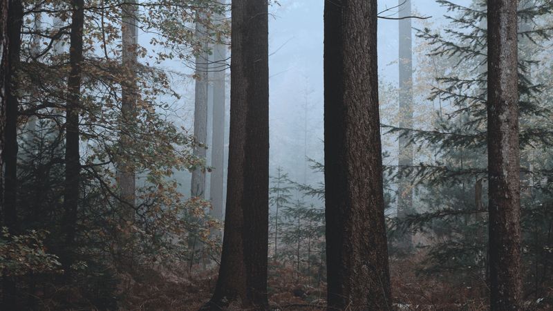 forest, fog, trees, nature, autumn, 4k