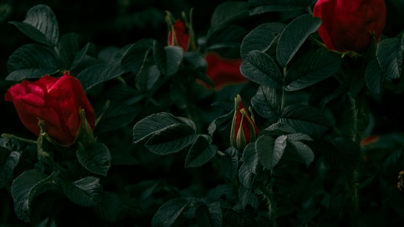 roses, flowers, red, bush, plant, 4k