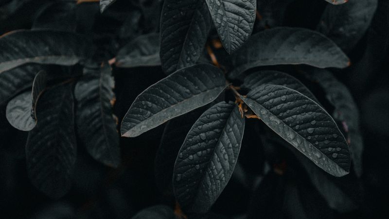 leaves, wet, macro, branches, plant, 4k