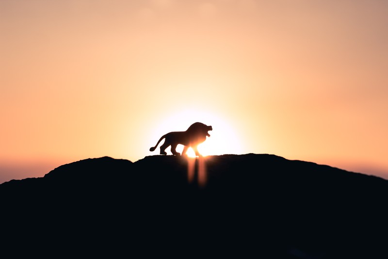 lion, animals, hd, 4k, 5k