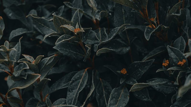 plant, leaves, wet, macro, 4k