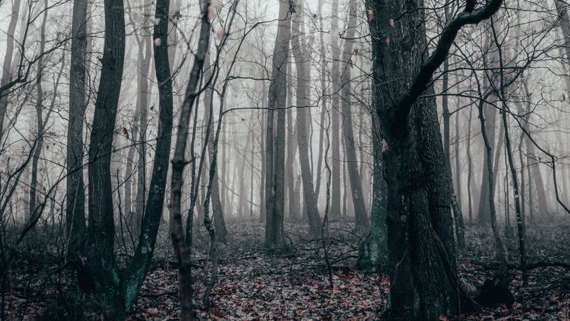 forest, fog, autumn, trees, 4k
