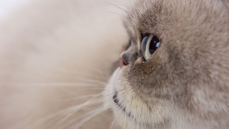 cat, glance, gray, fluffy, pet, 4k