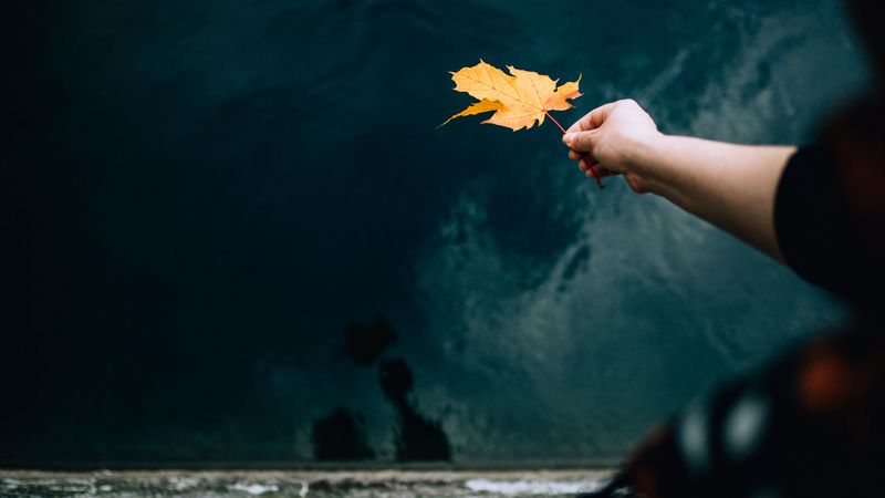 hand, leaf, dry, autumn, 4k