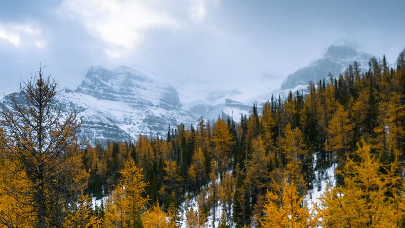 forest, mountains, landscape, snow, snowy, 4k