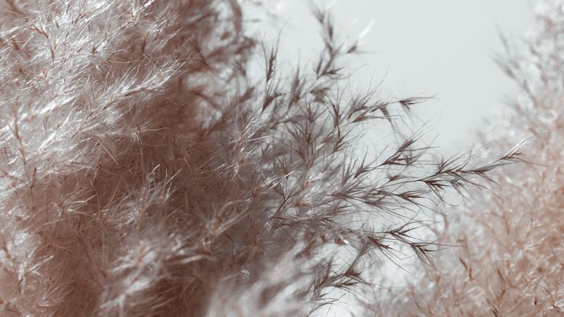 plant, spikelets, fluffy, macro, 4k