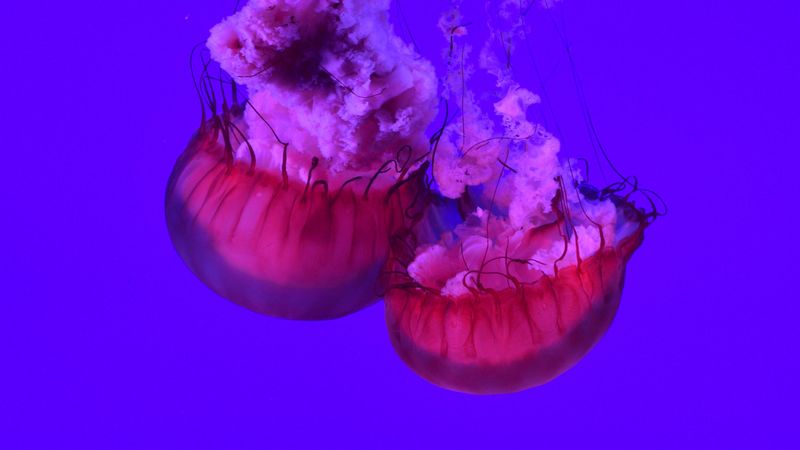 jellyfish, tentacles, underwater world, ocean, sea, close up, 4k