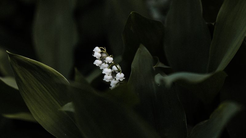 lily of the valley, flower, leaves, plant, 4k