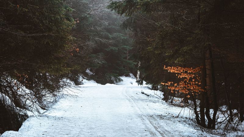 forest, road, snow, winter, fog, 4k