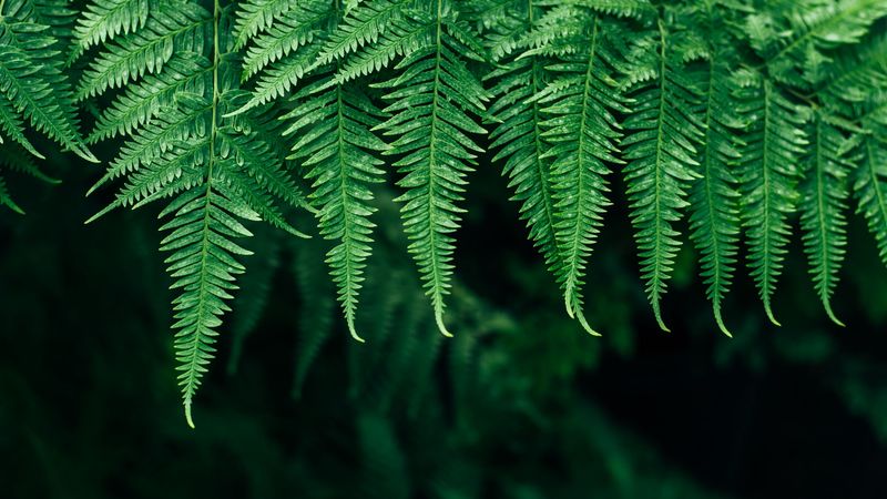 fern, leaves, plant, blur, focus, 4k