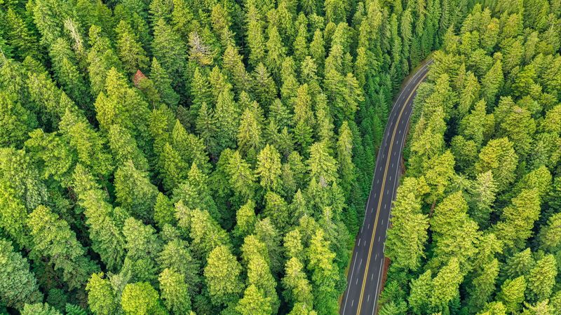 forest, road, aerial view, trees, pines, 4k