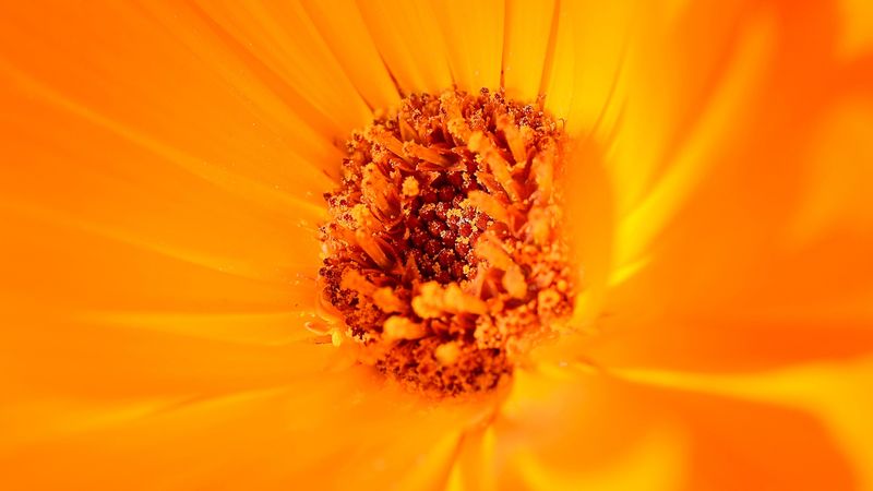 flower, yellow, macro, pollen, 4k