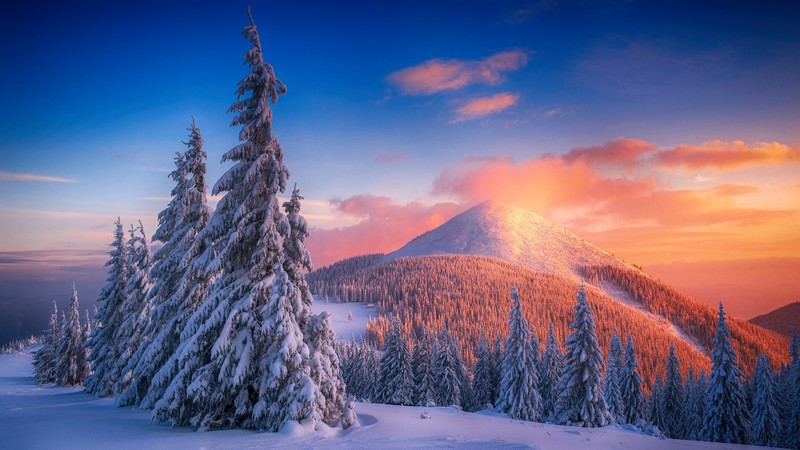 snow, trees, mountains, nature, hd, 4k