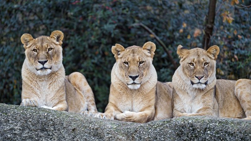 lioness, big cat, predator, glance, 4k
