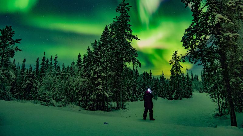 northern lights, forest, silhouette, winter, night, north, 4k