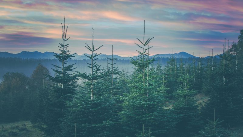 forest, coniferous, spruce, mountains, landscape, bavaria, 4k