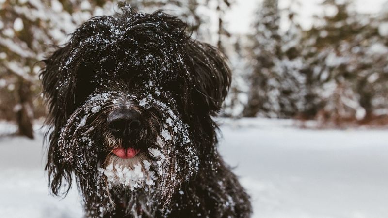 tibetan terrier, dog, black, shaggy, snow, 4k