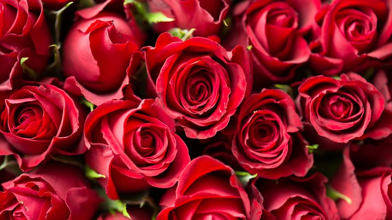 roses, red, flowers, bouquet, 4k