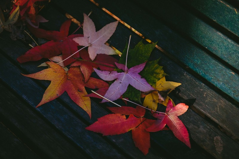 leaves, nature, hd, autumn, 4k, 5k
