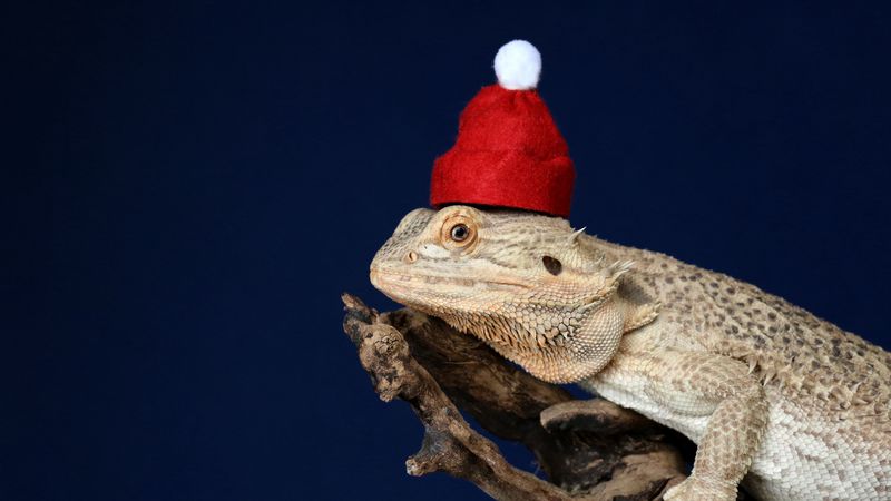 chameleon, lizard, hat, funny, reptile, new year, christmas, 4k