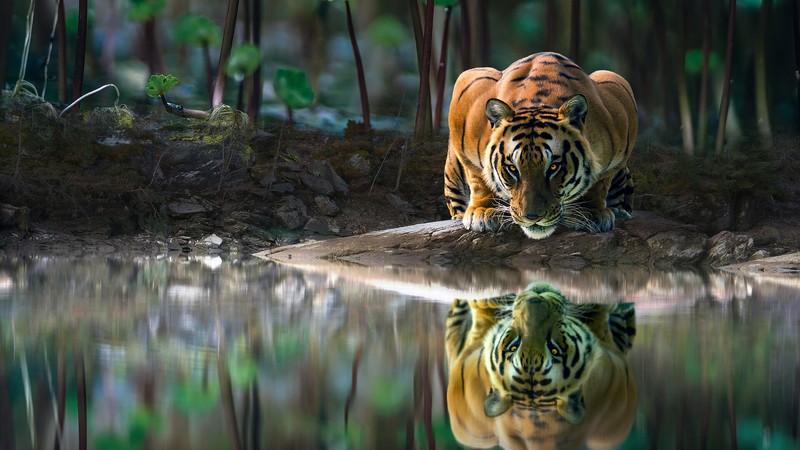 tiger, animals, hd, 4k
