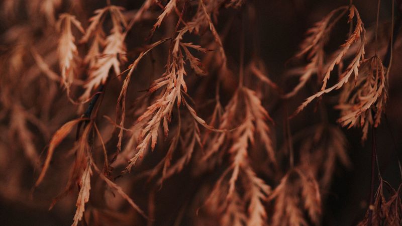 branch, leaves, dry, macro, brown, 4k