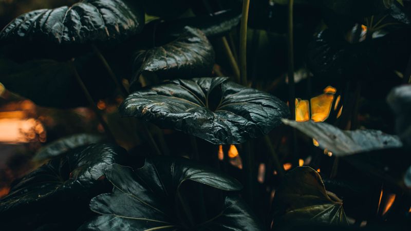 plant, leaves, green, wild, tropical, 4k