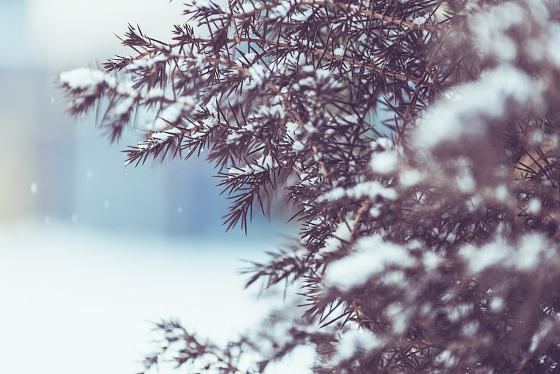 winter, snow, nature, hd, 4k, 5k
