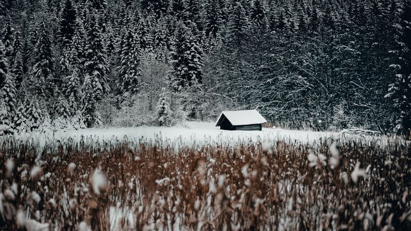 house, forest, snow, edge, winter, 4k