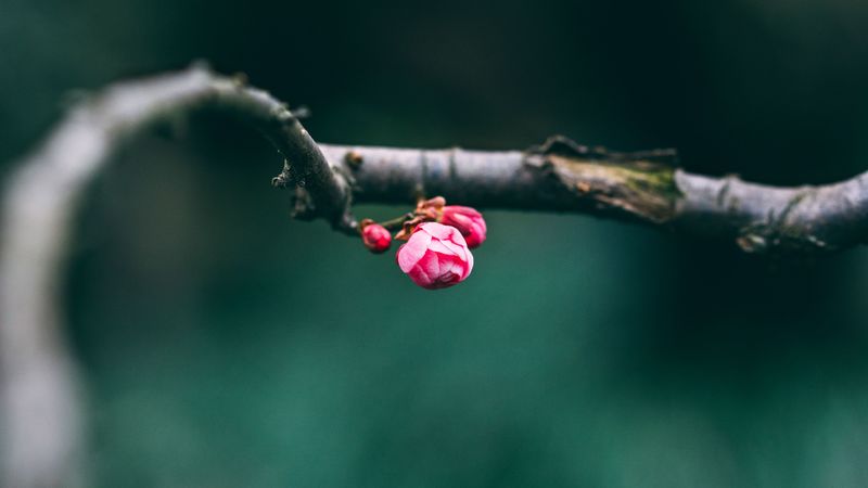 buds, pink, macro, branch, spring, 4k